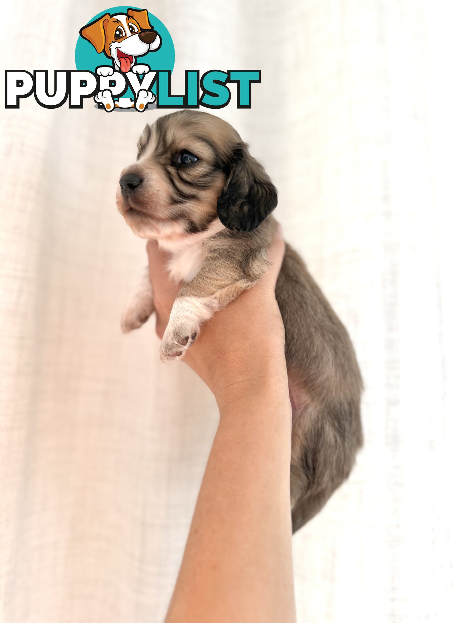 Long hair cream mini dachshund puppies