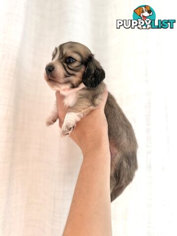 Long hair cream mini dachshund puppies