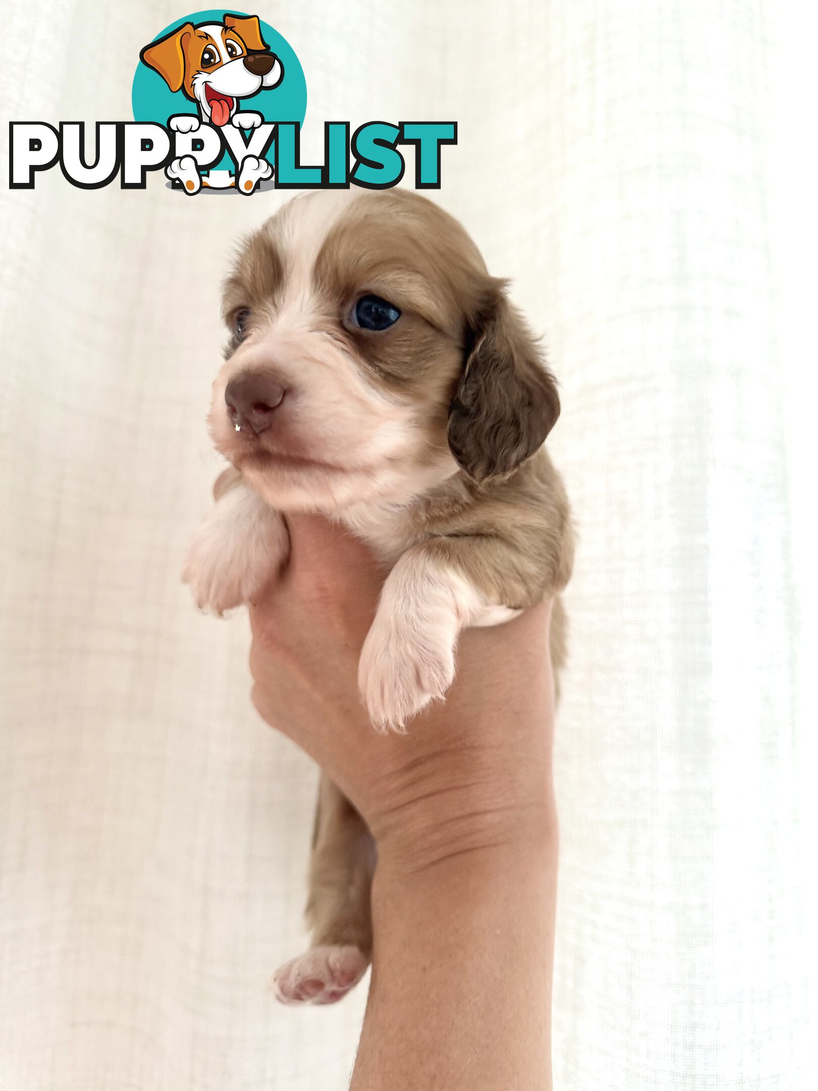 Long hair cream mini dachshund puppies