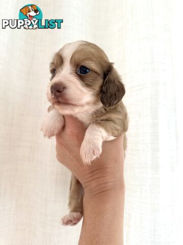 Long hair cream mini dachshund puppies