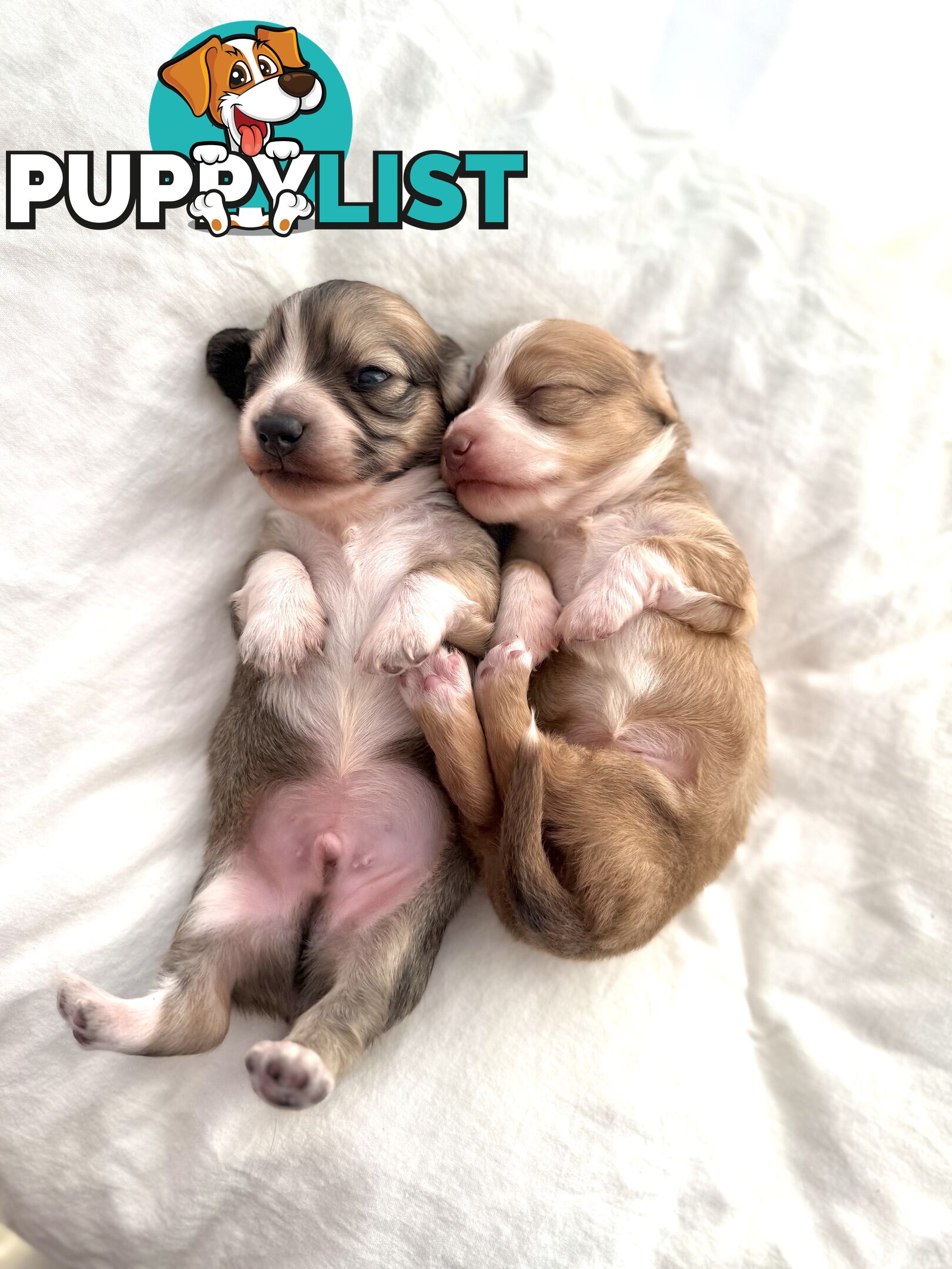 Long hair cream mini dachshund puppies
