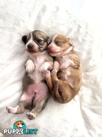 Long hair cream mini dachshund puppies