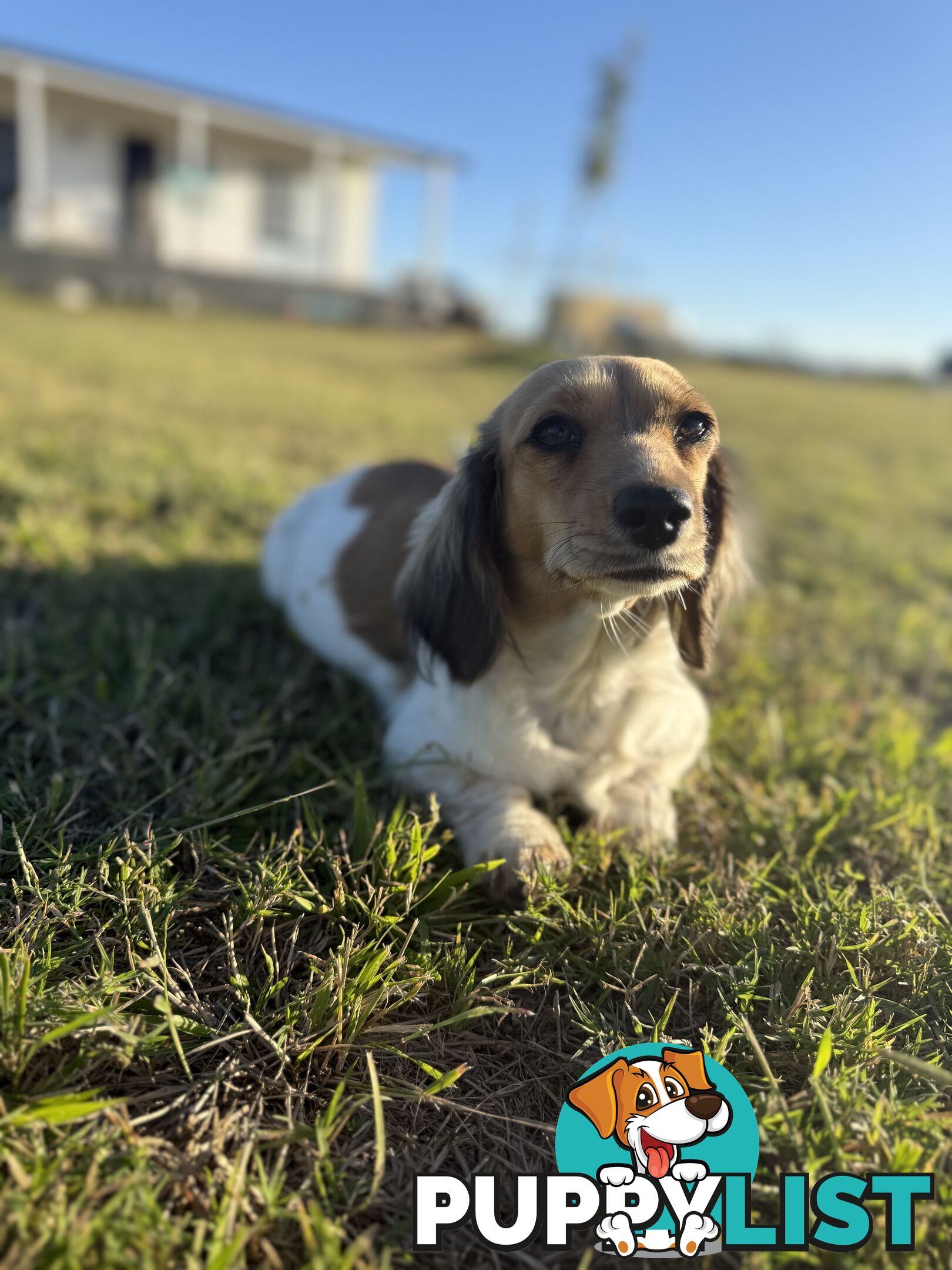 Long hair cream mini dachshund puppies