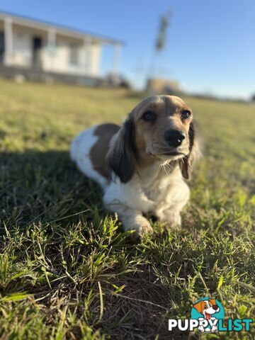 Long hair cream mini dachshund puppies
