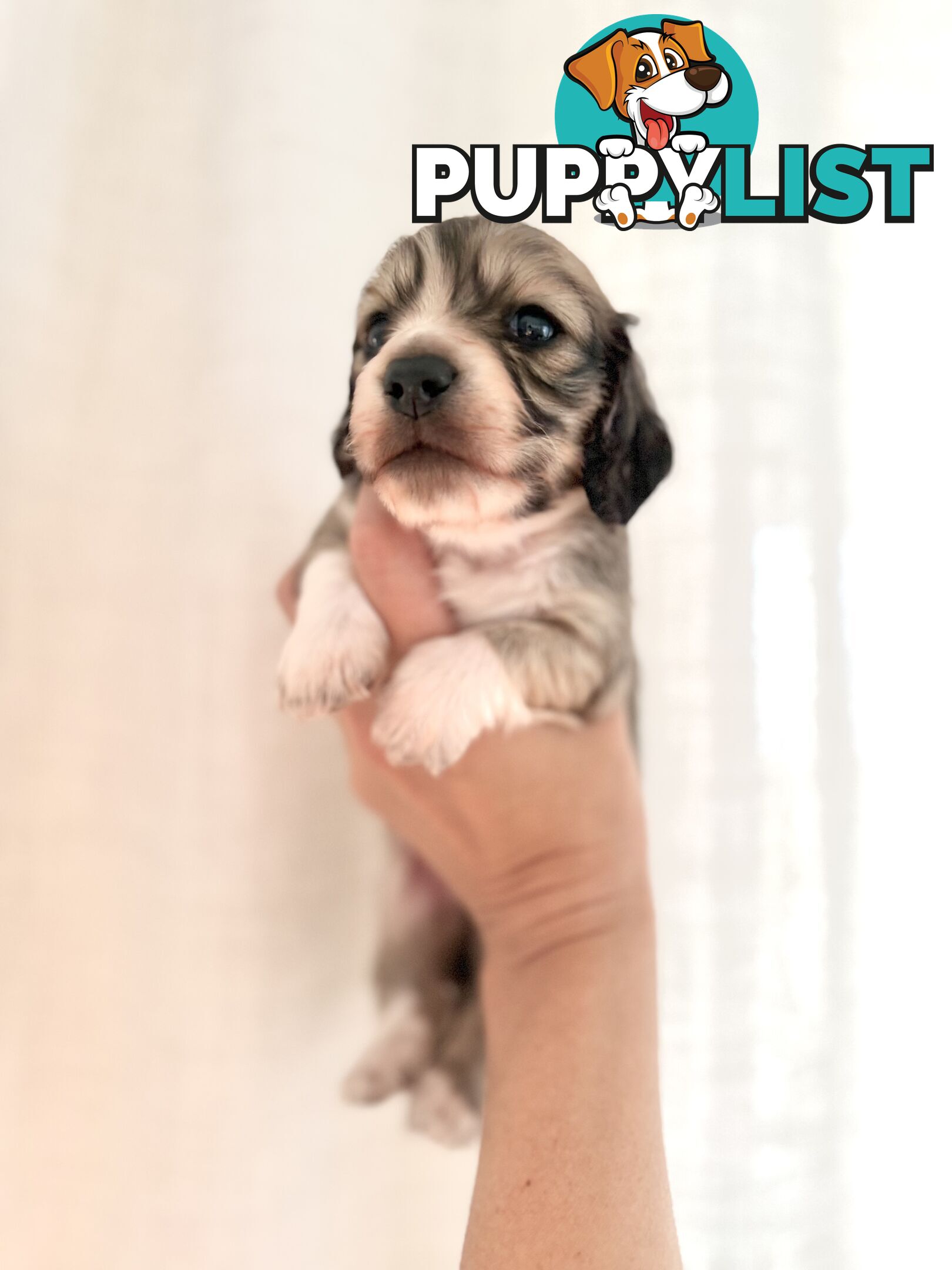 Long hair cream mini dachshund puppies