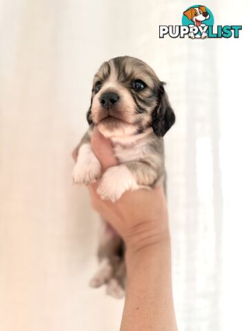 Long hair cream mini dachshund puppies