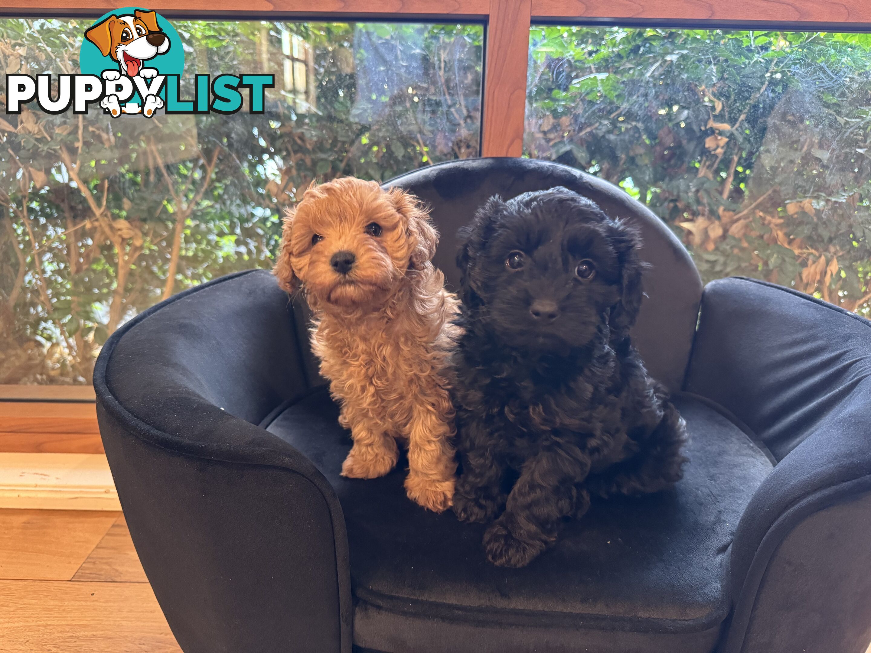 Gorgeous Female Cavoodles x 2