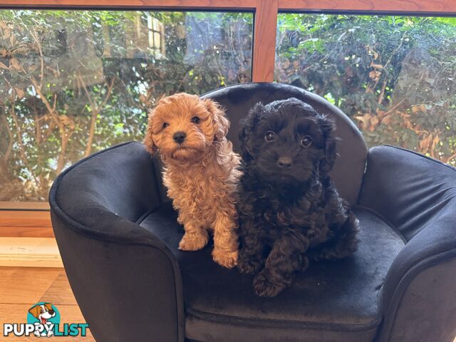 Gorgeous Female Cavoodles x 2