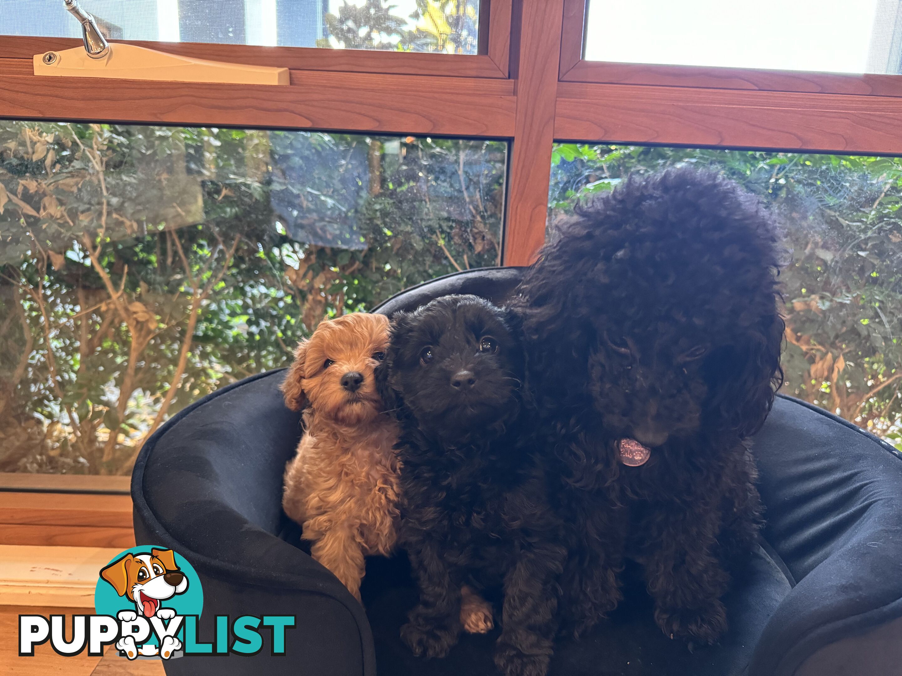 Gorgeous Female Cavoodles x 2