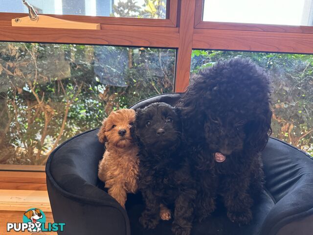 Gorgeous Female Cavoodles x 2