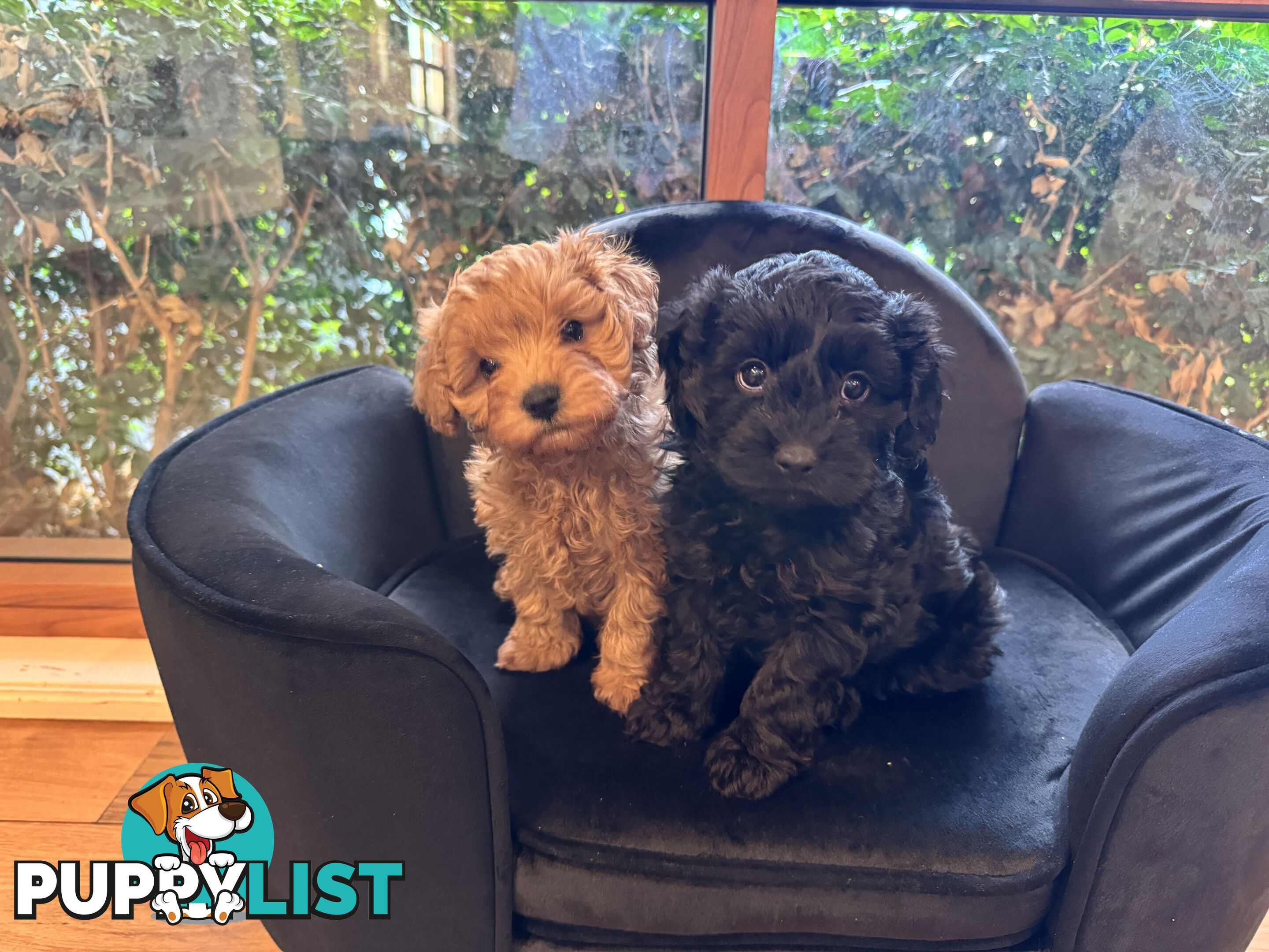 Gorgeous Female Cavoodles x 2