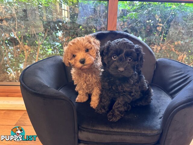 Gorgeous Female Cavoodles x 2