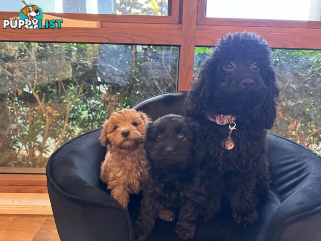 Gorgeous Female Cavoodles x 2