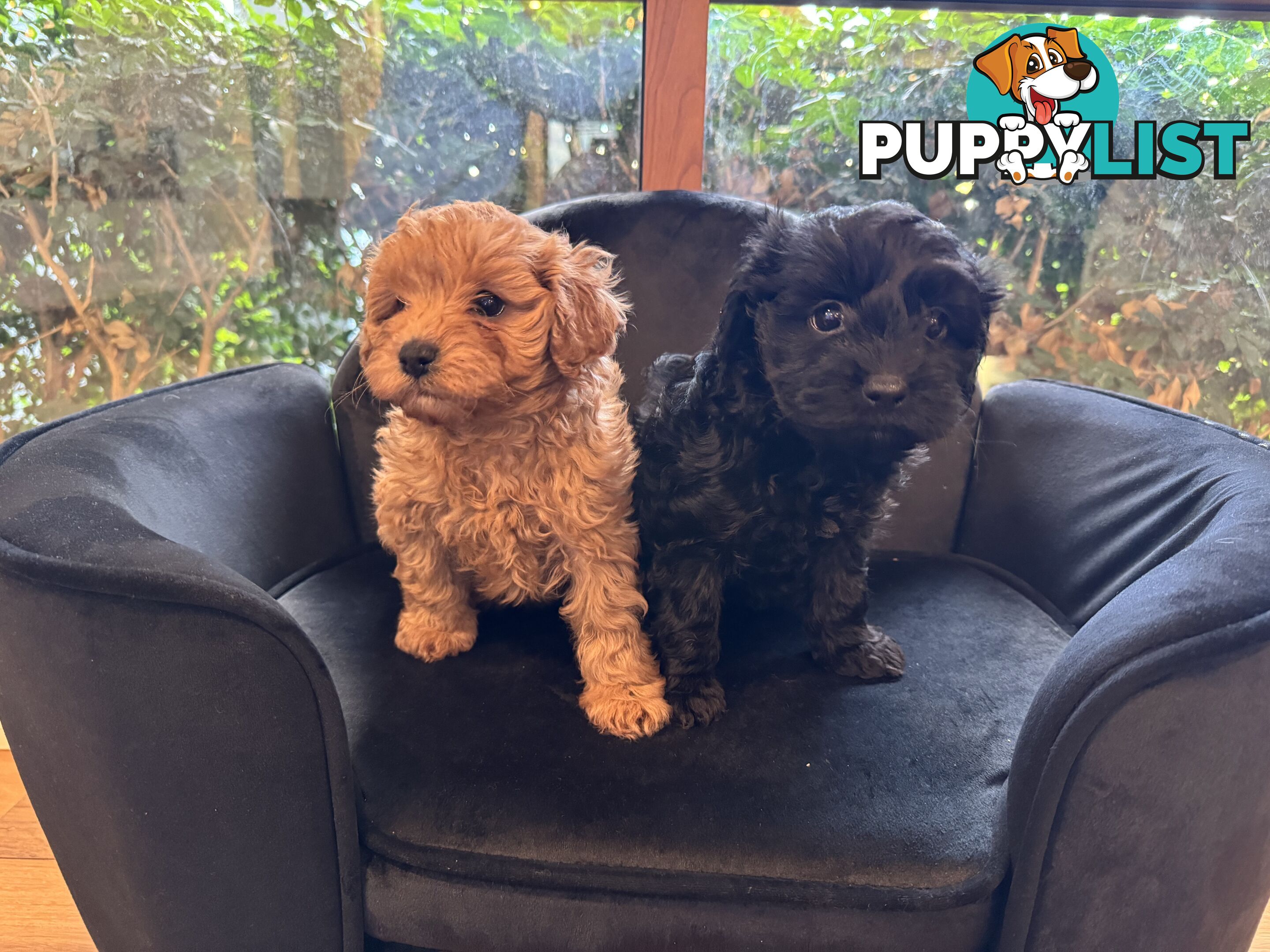 Gorgeous Female Cavoodles x 2