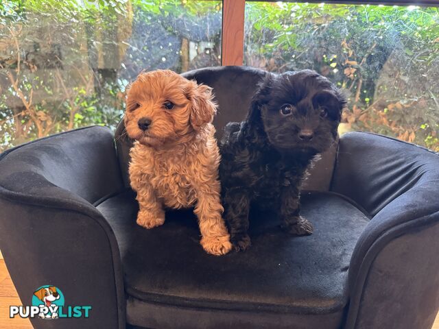 Gorgeous Female Cavoodles x 2