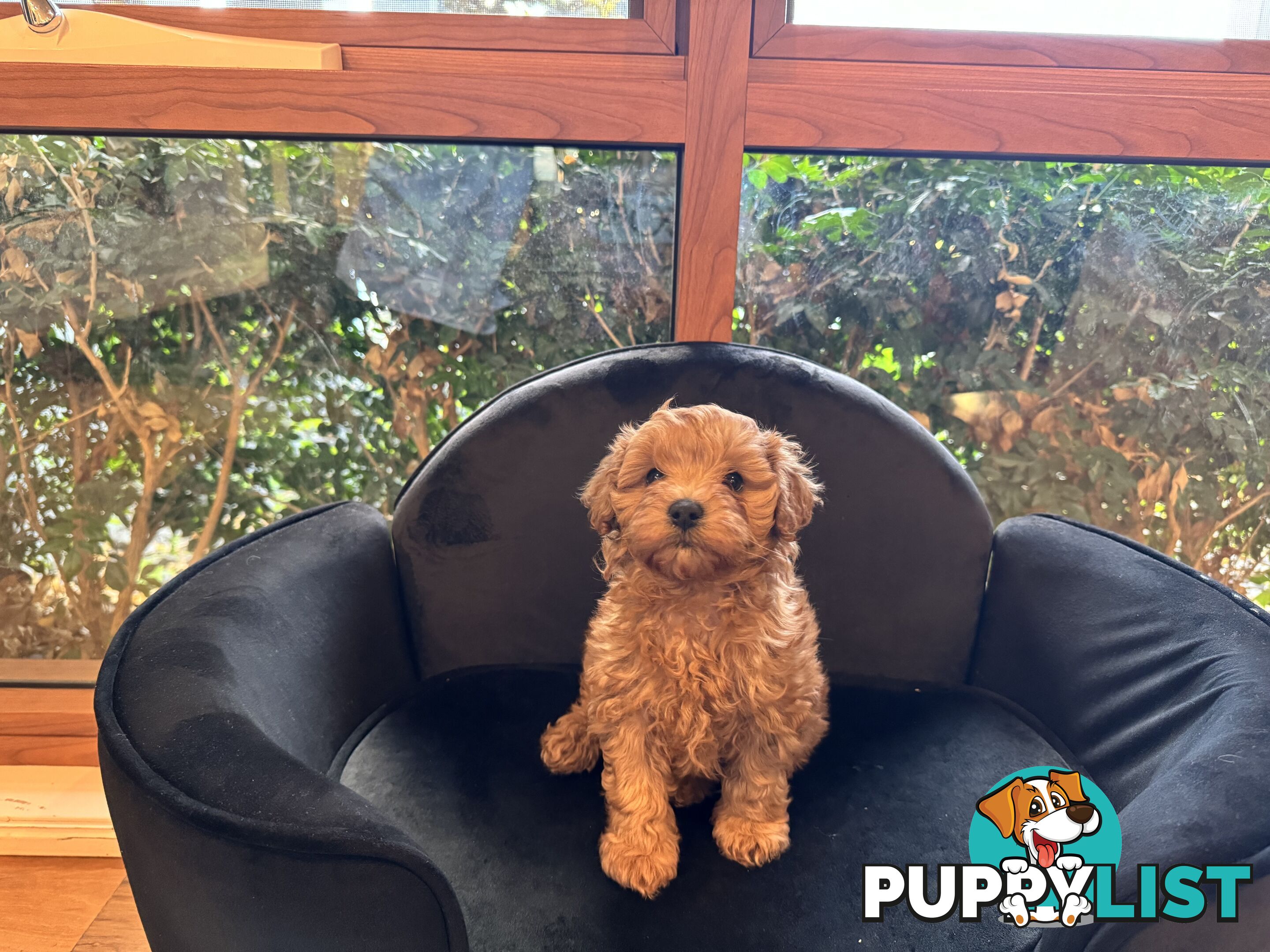 Gorgeous Female Cavoodles x 2