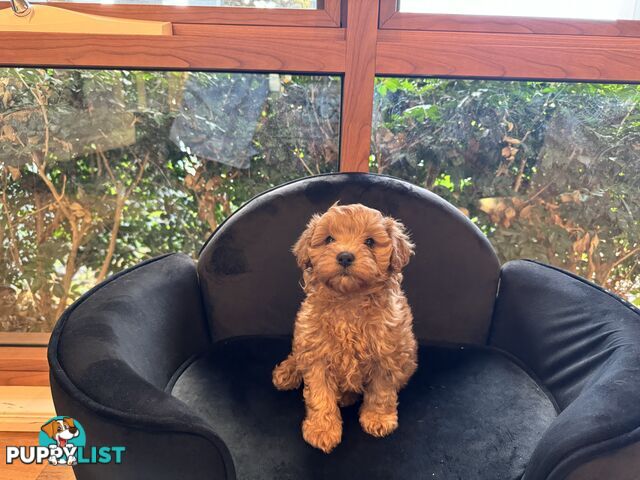 Gorgeous Female Cavoodles x 2