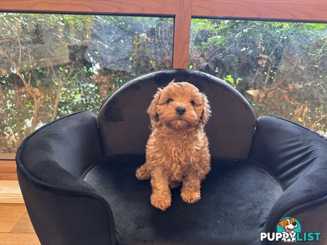 Gorgeous Female Cavoodles x 2