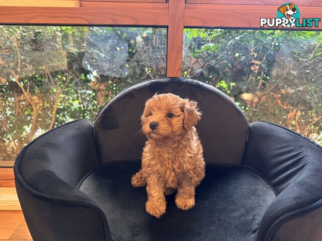 Gorgeous Female Cavoodles x 2