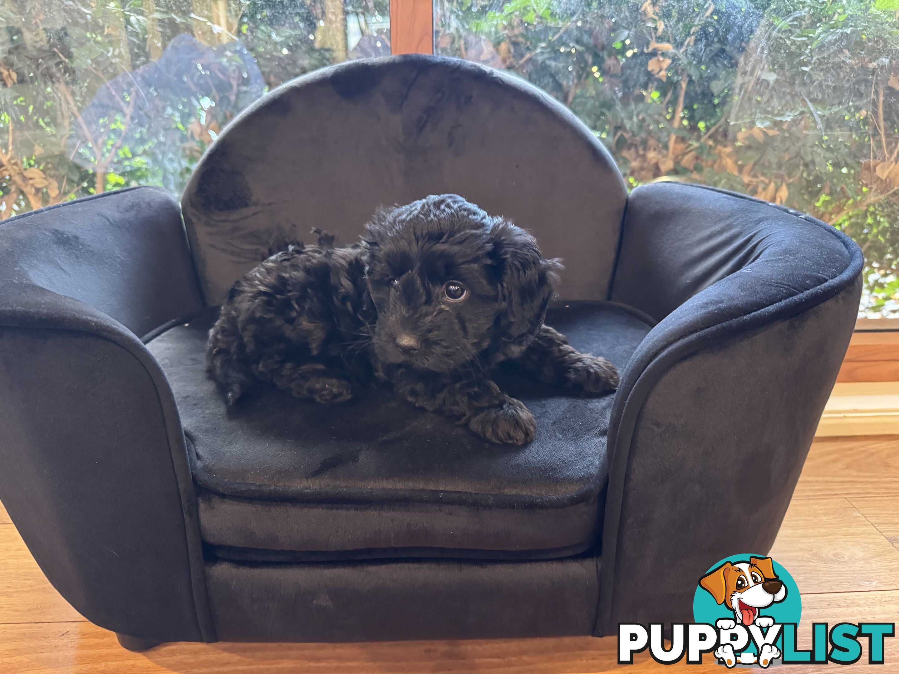 Gorgeous Female Cavoodles x 2