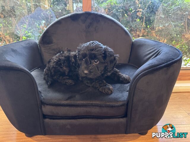 Gorgeous Female Cavoodles x 2