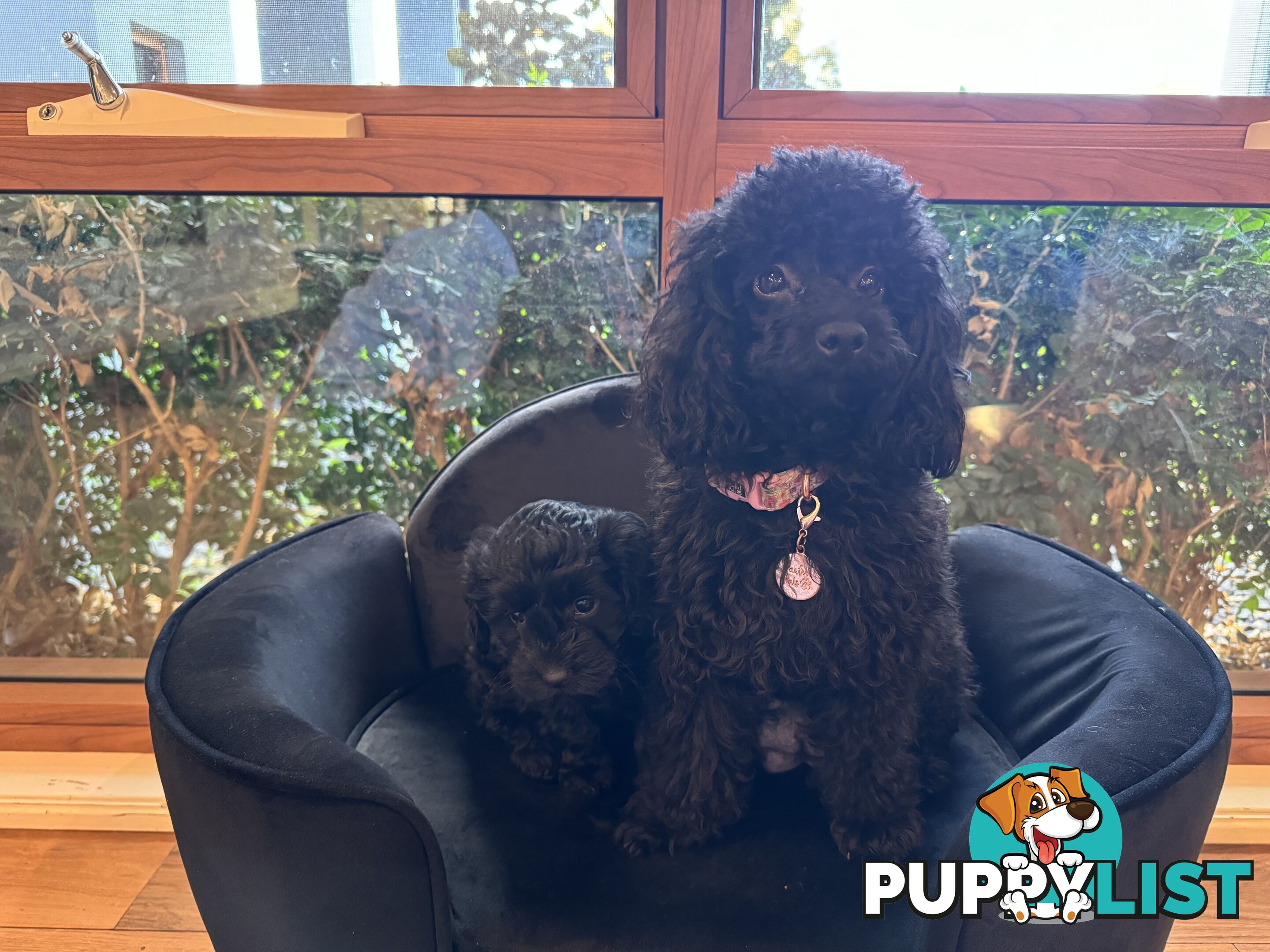 Gorgeous Female Cavoodles x 2