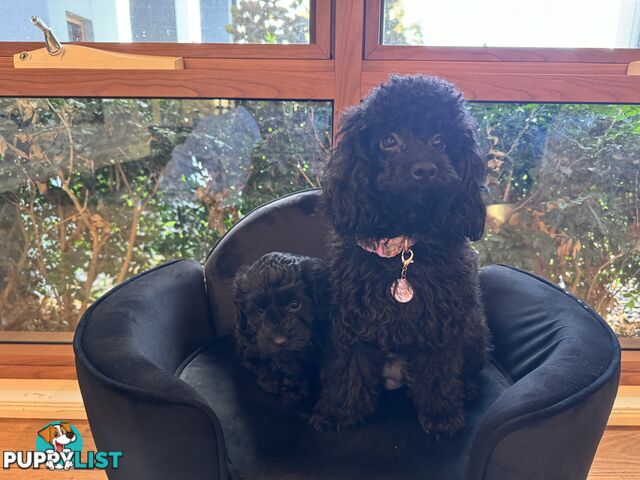 Gorgeous Female Cavoodles x 2