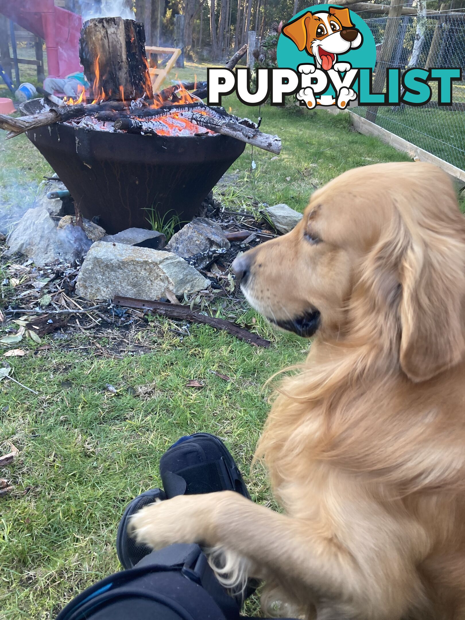 Golden retriever puppies