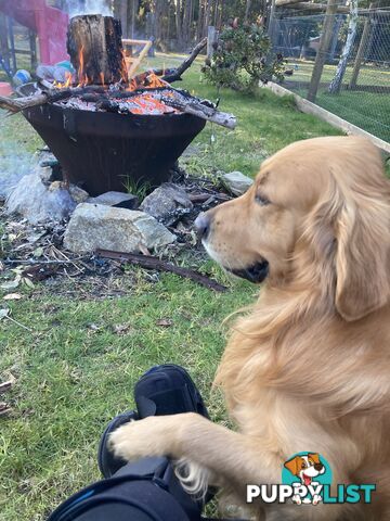 Golden retriever puppies