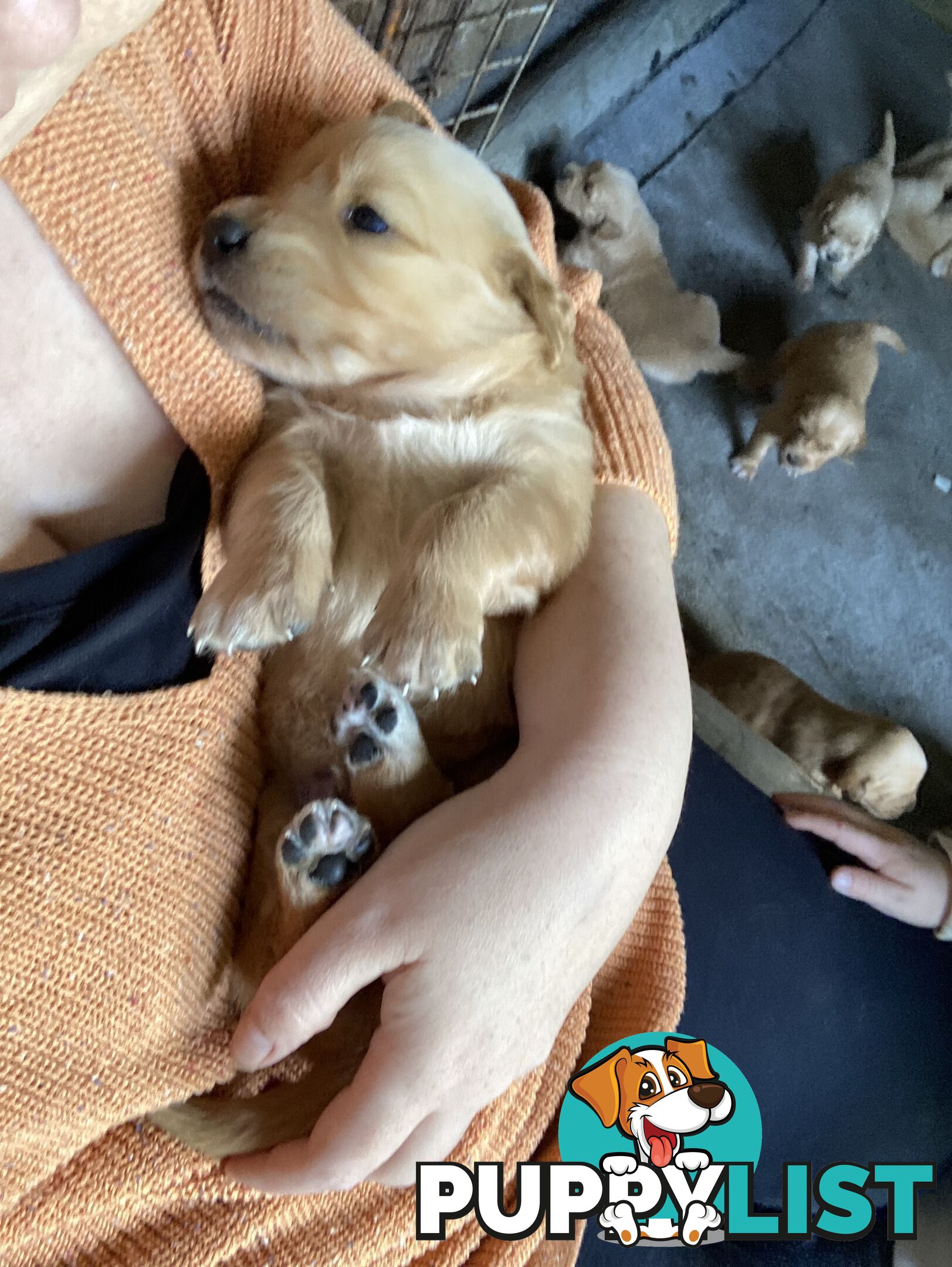 Golden retriever puppies