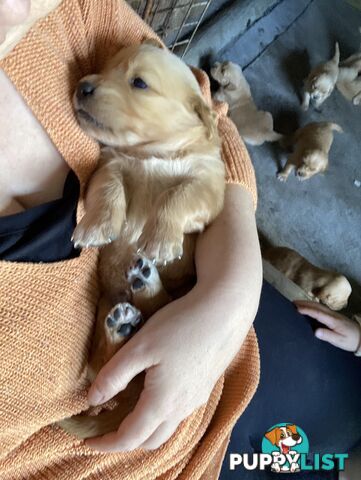 Golden retriever puppies