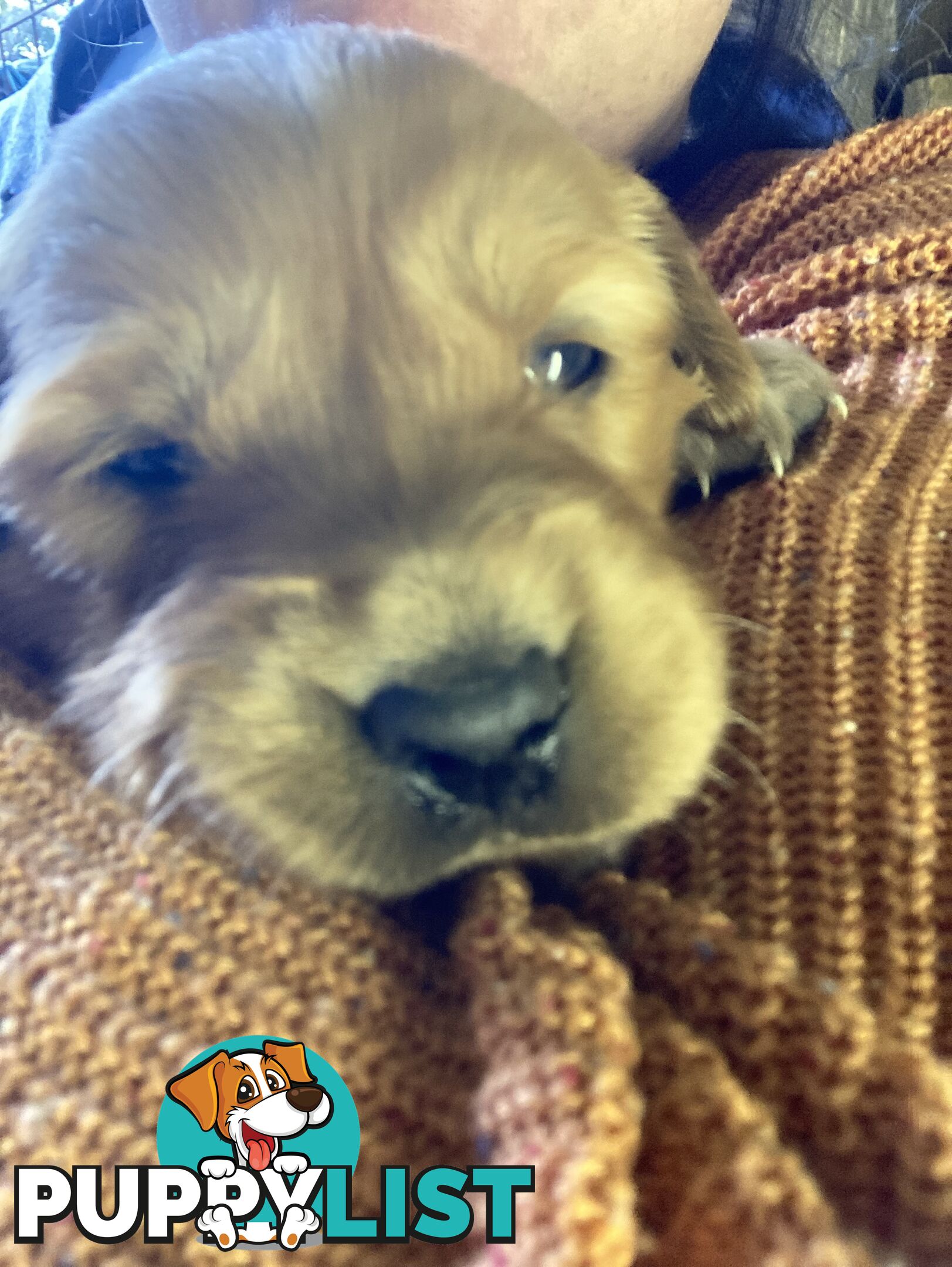 Golden retriever puppies