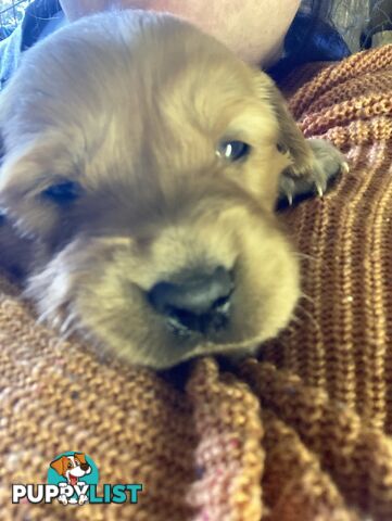 Golden retriever puppies