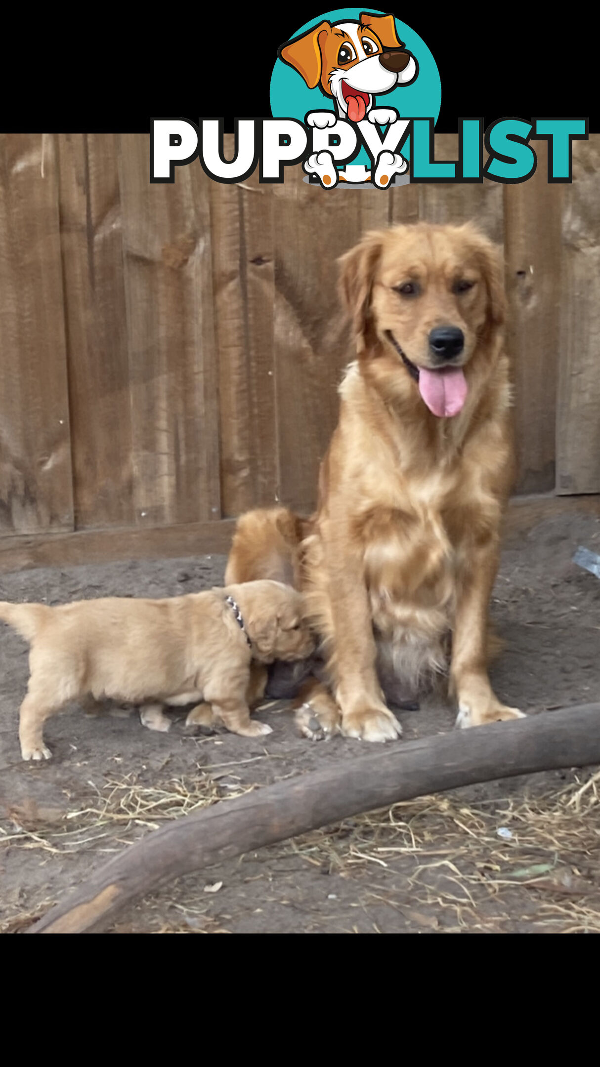 Golden retriever puppies