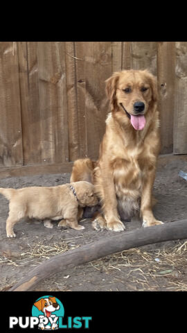 Golden retriever puppies