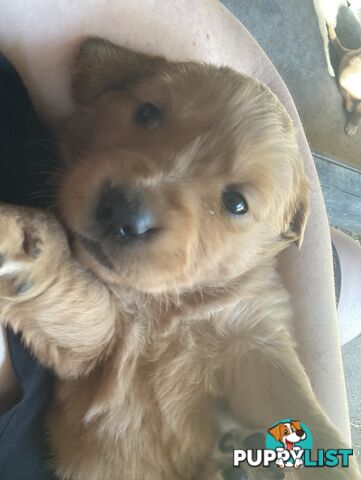 Golden retriever puppies