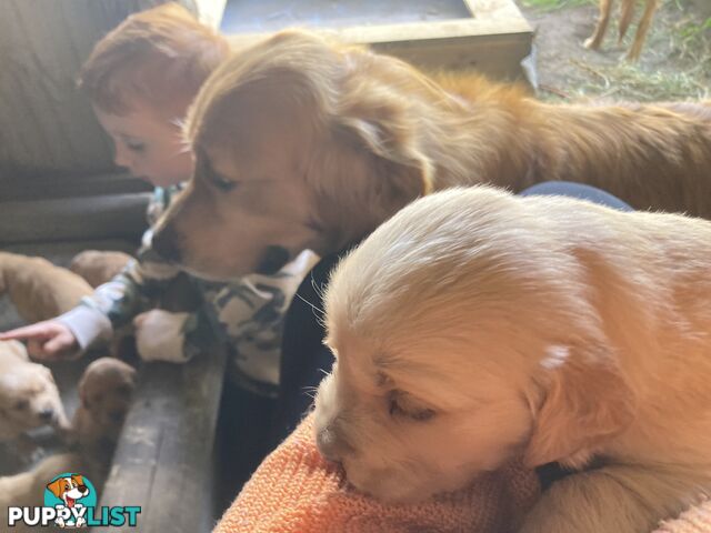 Golden retriever puppies