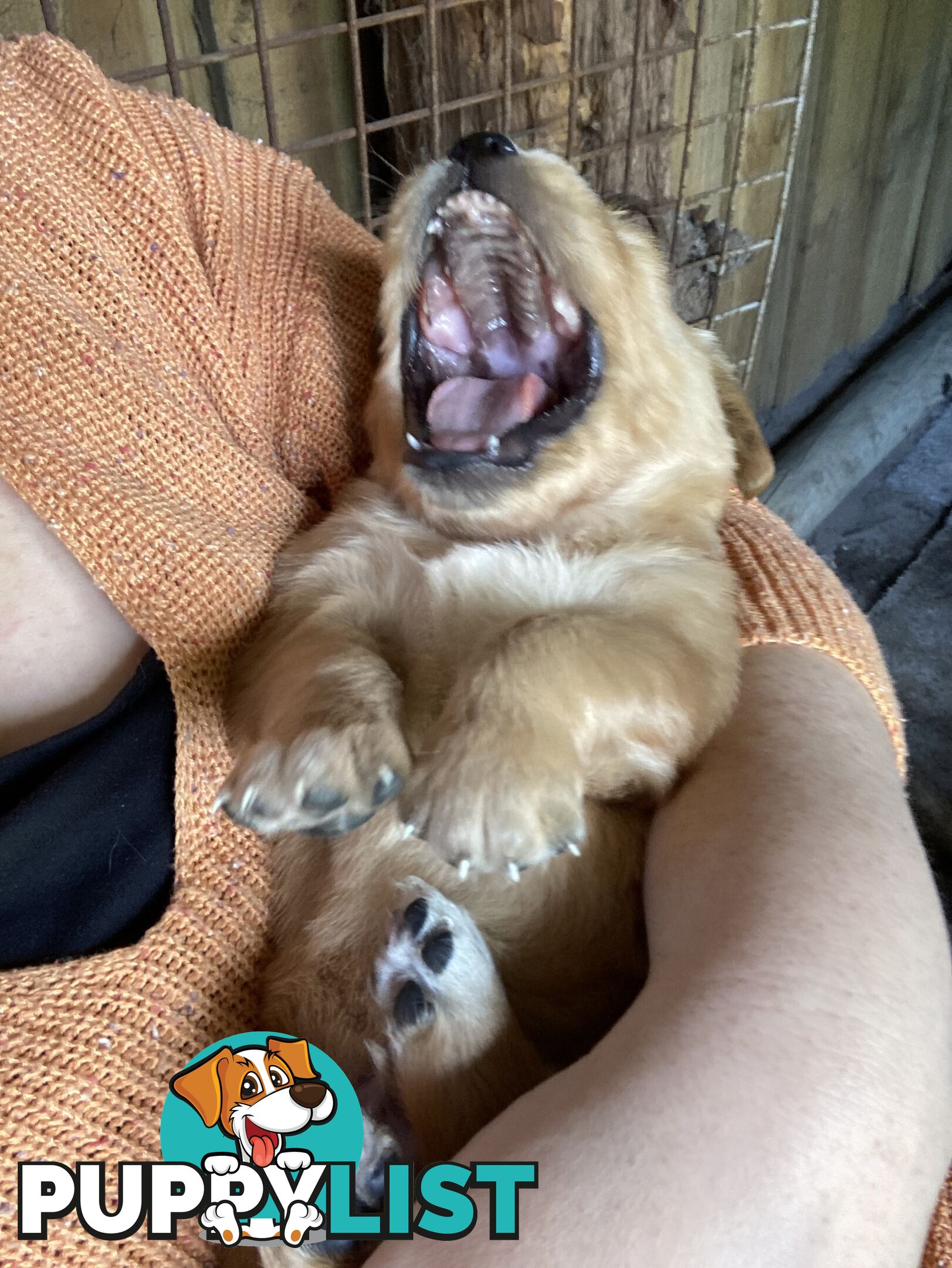 Golden retriever puppies