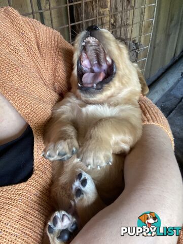 Golden retriever puppies