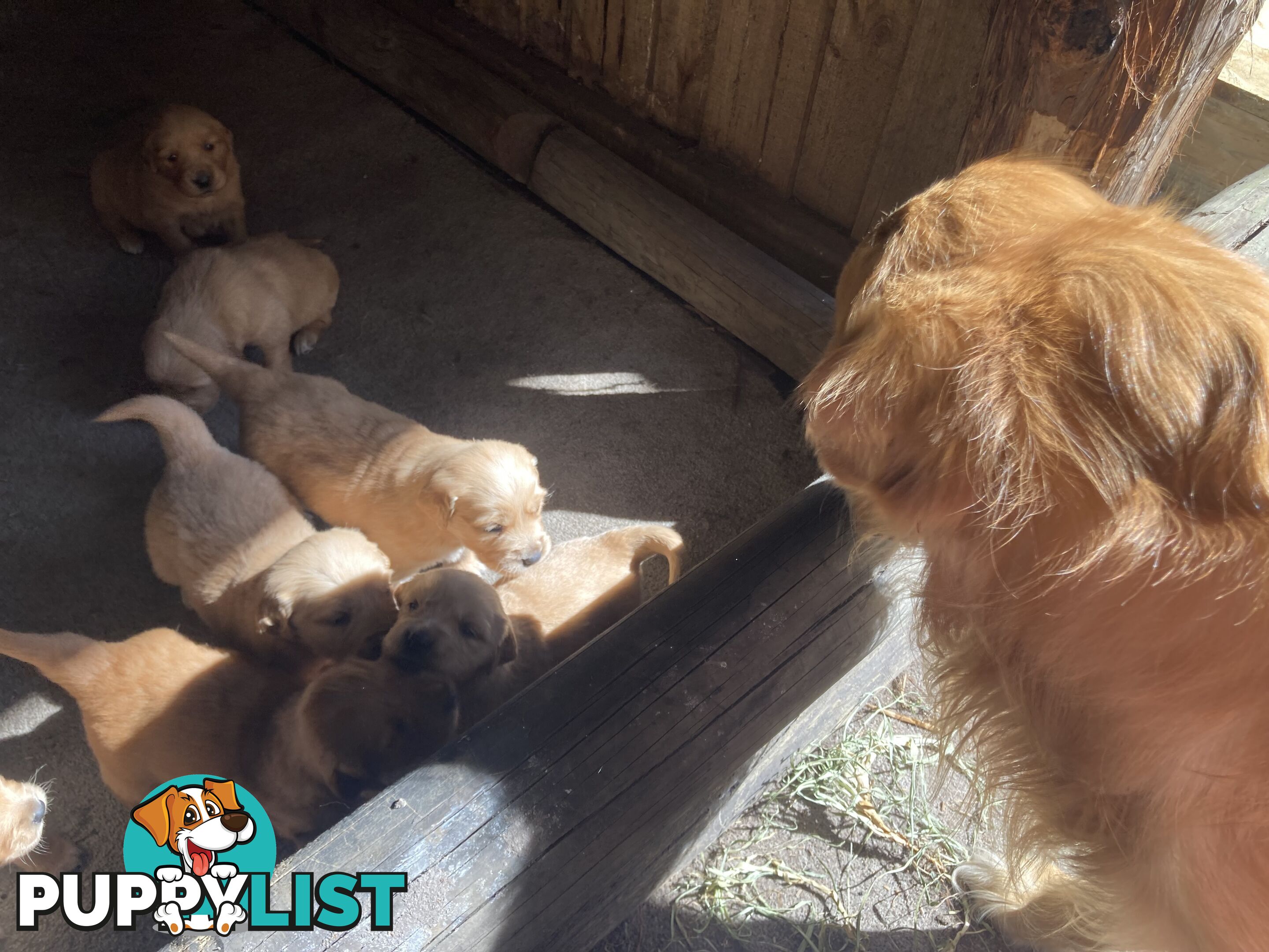 Golden retriever puppies