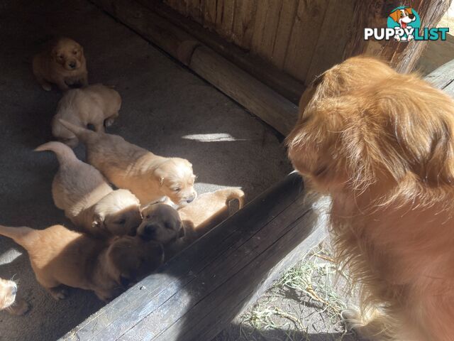 Golden retriever puppies