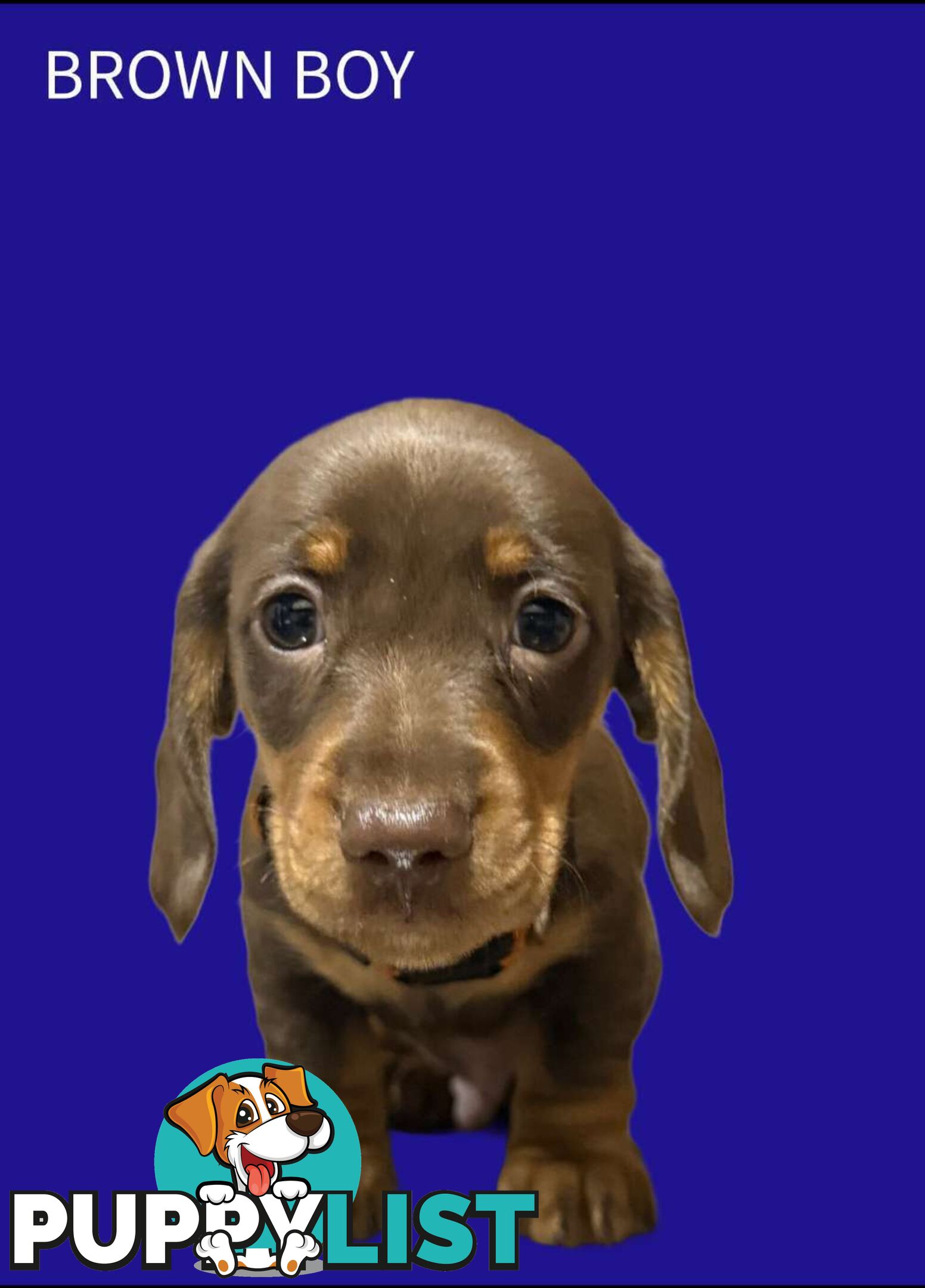Miniature dachshund  puppies