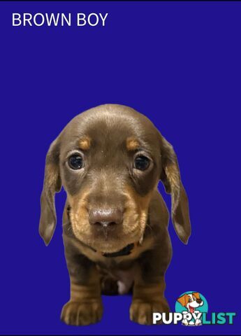 Miniature dachshund  puppies
