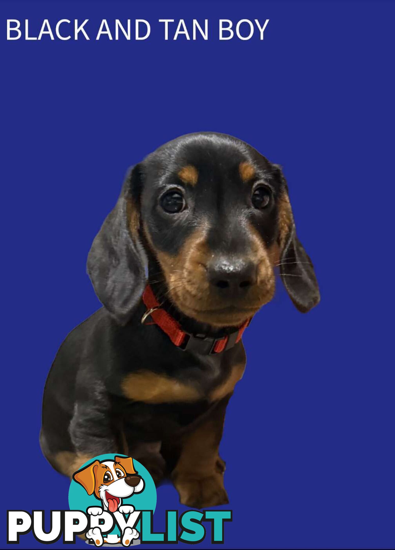 Miniature dachshund  puppies