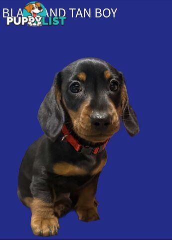 Miniature dachshund  puppies