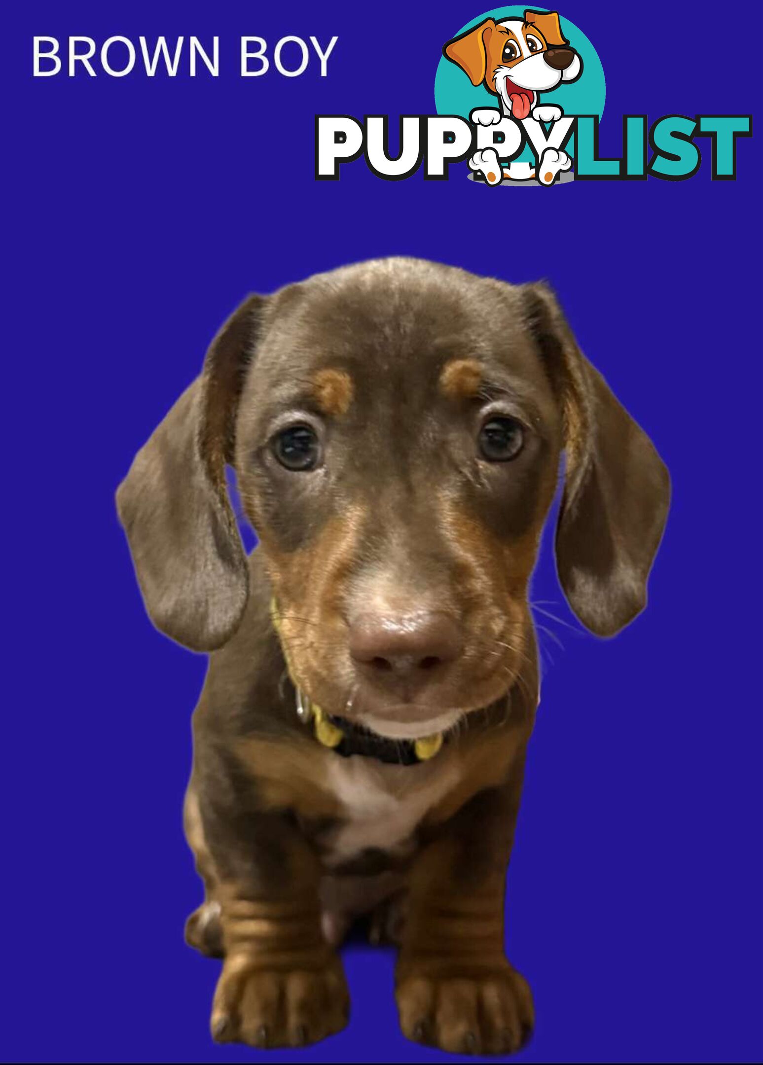 Miniature dachshund  puppies