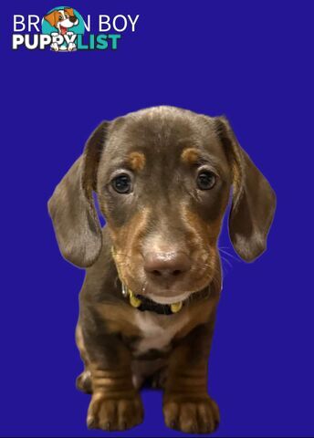 Miniature dachshund  puppies
