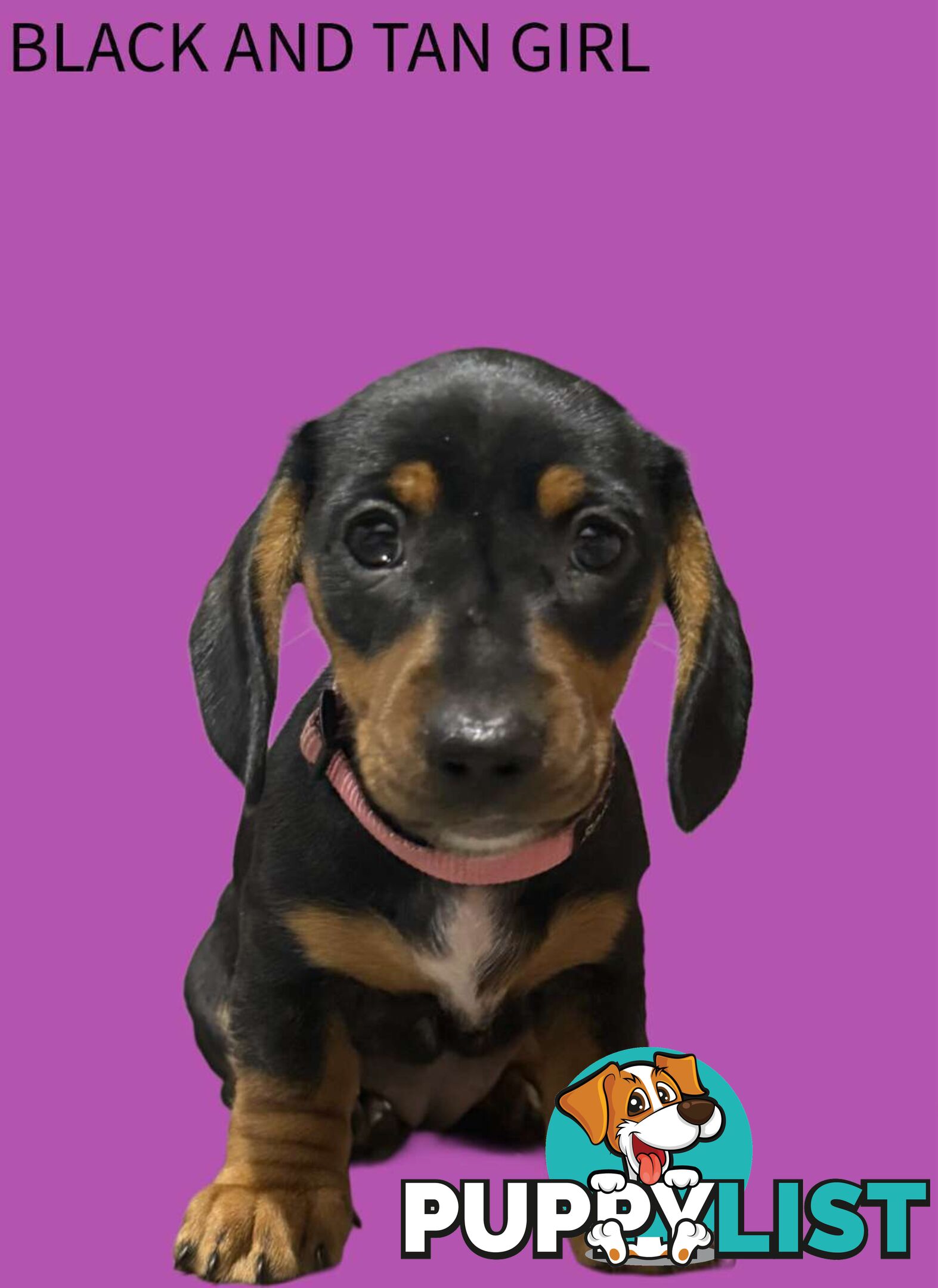 Miniature dachshund  puppies