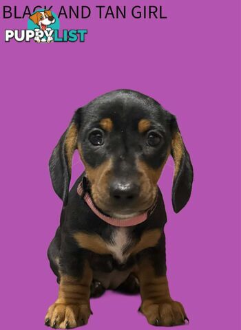 Miniature dachshund  puppies
