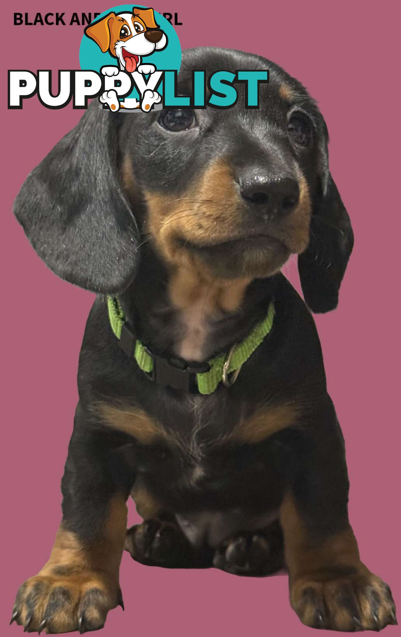 Miniature dachshund  puppies